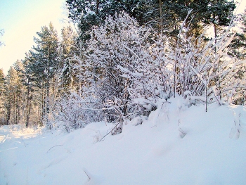 Зимний лес / Иркутская область