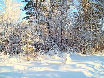 Зимний лес / Иркутская область