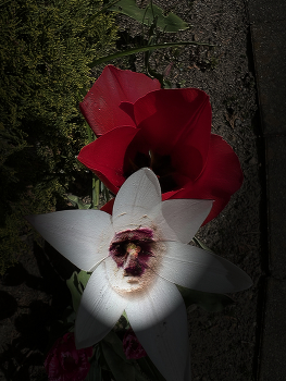 &nbsp; / Unsual plant