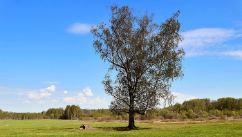 Во поле берёза стояла / Во поле кудрявая стояла