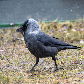 Все в дом / Галка несет кусок ткани