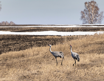 Пролетом / журавли