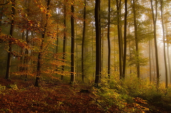 Утро осеннее / Пейзаж осеннего леса .