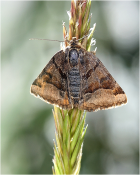 Abrostola triplasia - Совка крапивная бурая / Abrostola triplasia - Совка крапивная бурая