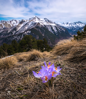 Крокусы в горах / Отступает зима. Крокусы, самые бесстрашные, расцвели. 
Из серии «Апрельский день в горах». 
Апрель, 2022 год.
Из фотопроекта «Кавказ без границ».