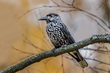 Кедровка. / Кедровка или ореховка. Вид птиц из семейства врановых (Corvidae). Международное научное классификационное имя — Nucifraga caryocatactes. Оно по смыслу означает «разрушитель орехов». Небольшая птица, чуть меньше галки и с более тонким и длинным клювом. Длина кедровки 30 сантиметров, хвоста 11 сантиметров. Вес 125—190 граммов.