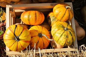 &nbsp; / Small colorful pumpkins in a crate