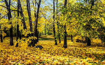 Парк... / Карелия, Петрозаводск