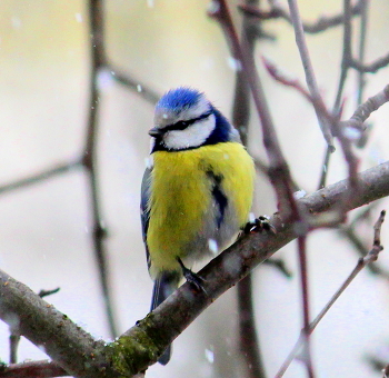Лазоревка-синичка. / Птицы зимой