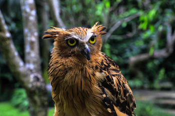 Ушастая сова / Бали. Парк птиц