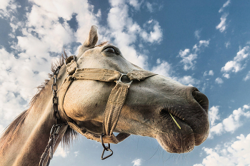 Домой хочу / ***