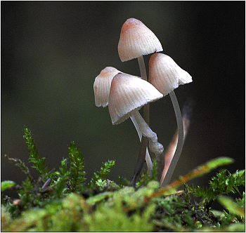 Нежность. / Возможно это Мицена из семейства Tricholomataceae. А возможно я ошибаюсь.