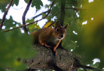 &nbsp; / Обыкновенная белка, или Векша (Sciurus vulgaris)