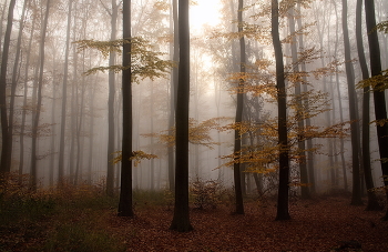 Туманным утром / Осенний лесной пейзаж.