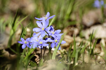 Лесные красавицы / ***