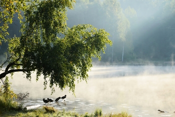 У озера......... / Петербург. Юкки. Сентябрь