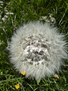  / Hairy