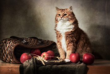 Кот и яблоки / Мой рыжий друг и помощник.