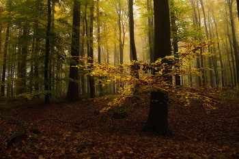 Звезда осенняя / Утро в осеннем лесу .Осенний этюд.