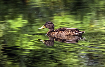 &nbsp; / Кряква (Anas platyrhynchos)