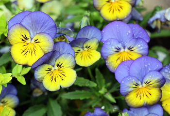 Цветы в этом году поменяли свою окраску! Brooklyn botanic garden. / ***