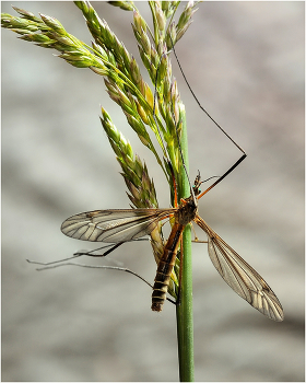 Комар-долгоножка (лат. Tipulidae) / Комар-долгоножка (лат. Tipulidae)