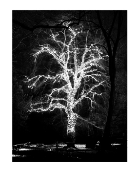 Luminous tree / Природа и животные