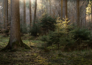 &nbsp; / Вечером в лесу