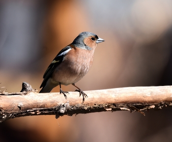 Зяблик / весна, птицы