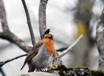 Зарянка / весна, птицы