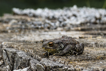 Amphibie / Erdkröte (Bufo bufo)