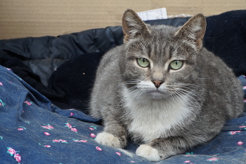 Кошак / Кошак