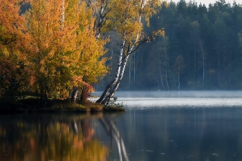 Утреннее.......... / Петербург. Осиновая Роща. Октябрь