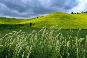 Tuscan hills in flowering time / Tuscan landscape on a windy spring day. The hills are covered with a light carpet of yellow flowers.