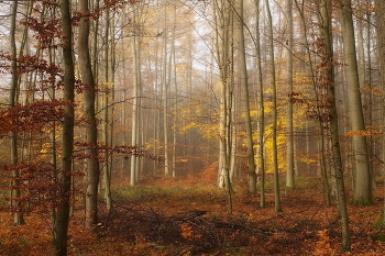 Золотая осень / В осеннем лесу