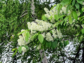 Черемухо-березовый май / Цветущий май в черемуховые холода,