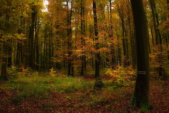 Позолота для осени / Осенний лесной пейзаж
