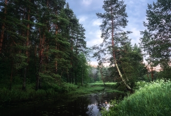 Forest Fairy Tale / Владимирская область