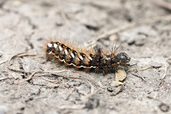 &nbsp; / Стрельчатки щавелевой гусеница (Acronicta rumicis)