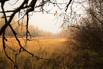 Тайны осеннего леса / Осенняя тундра на Крайнем Севере