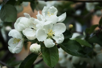 *яблони в цвету / _____________