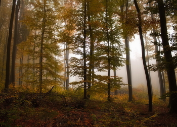 Осенний контраст / Лесной осенний пейзаж