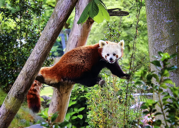 Весельчак / ***