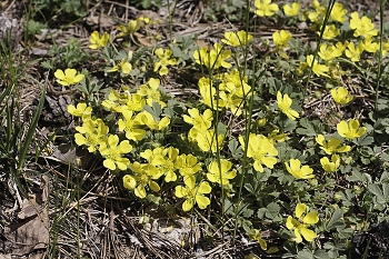 Солнечные брызги. / &quot; &quot; &quot;