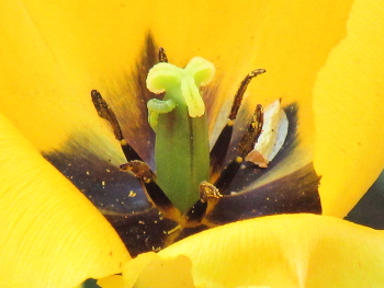 Будущая трагедия в личной жизни тюльпана / Гусеница в цветке тюльпана