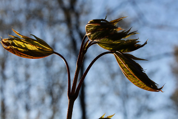 Рождение / Распускающиеся листья клёна
