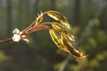 Нирвана / Листья клёна весной