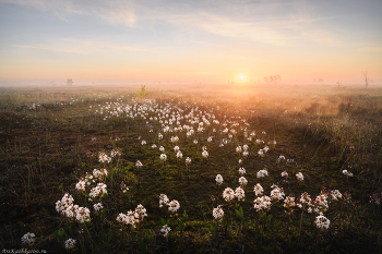 &quot;Вахта в тумане&quot; / Цветущие болота на севере Ленинградской области, конец мая