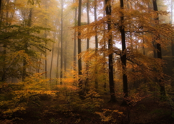 Уходящий туман / Утро в осеннем лесу
