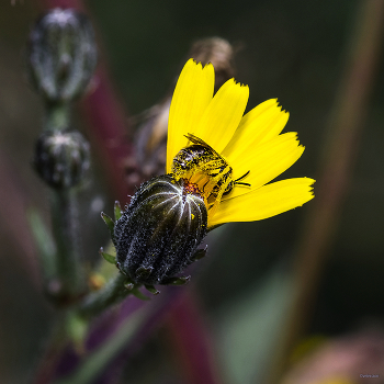 &nbsp; / Пчела Панург шпористый (Panurgus calcaratus). Самка
